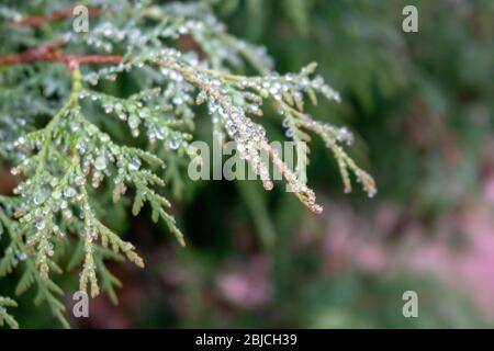 Dew lies on the branches of the thuja in the early foggy morning Stock Photo