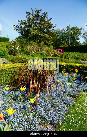 Myosotis / forget me not flower bed in sunken garden in Calverley Grounds, Royal Tunbridge Wells, Kent, England Stock Photo