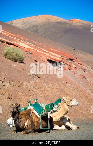 Two resting camels with volcanic landscape behind at a camel park in Timanfaya National Park, Lanzarote, Canary Islands, Spain Stock Photo