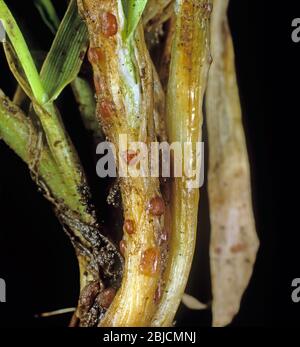 Speckled or grey snow mould (Typhula incarnata) sclerotia on the stem base of young crop barley plants, Scotland, January Stock Photo