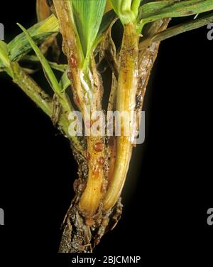 Speckled or grey snow mould (Typhula incarnata) sclerotia on the stem base of young crop barley plants, Scotland, January Stock Photo