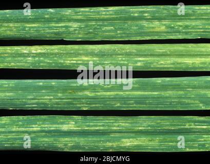 Barley yellow mosaic virus (BaYMV) disease yellow flecking symptoms on a barley (Hordeum vulgare) leaves Stock Photo