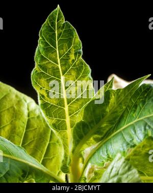 tobacco bold Tobacco | STLTH Bold Pods