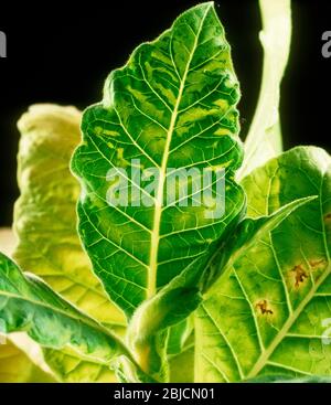 tobacco mosaic virus nhs Tobacco mosaic virus tmv symptoms hi-res stock photography and images
