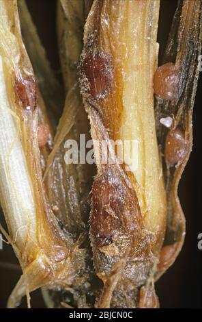 Speckled or grey snow mould (Typhula incarnata) sclerotia on the stem base of young crop barley plants, Scotland, January Stock Photo