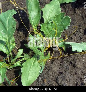 Stems of greater or European dodder (Cuscuta europaea) a parasitic weed attached to young sugar beet plant host, Greece Stock Photo