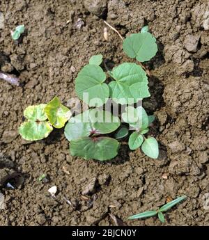 Various broad-leaved weeds in a very young seedling cotton crop just emerging, Greece Stock Photo