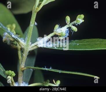Waxy secretion of olive psyllid (Euphyllura olivine) a pest on olive leaves & twigs, Greece Stock Photo