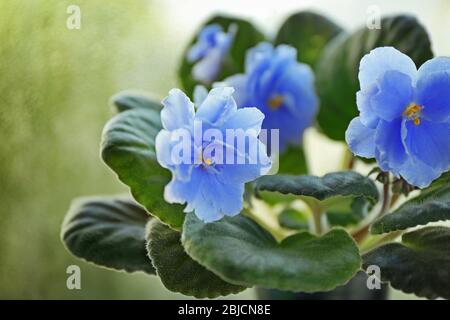 Beautiful violet flower on blurred background, close up view Stock Photo