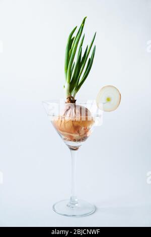 Green onion growing in a stemmed cocktail glass on white background. Healthy, vegetarian and organic farming concept. Stock Photo