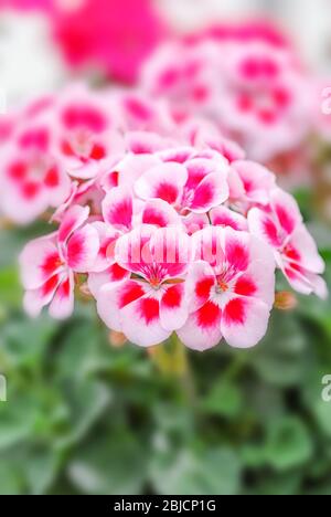 Geranium, Pelargonium plants in pot. Full bloom and ready for decorated house. Stock Photo