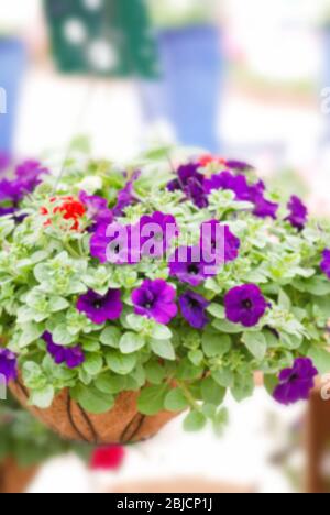 Colorful petunia flowers, Grandiflora is the most popular variety of petunia, with large single or double flowers that form mounds of colorful solid, Stock Photo