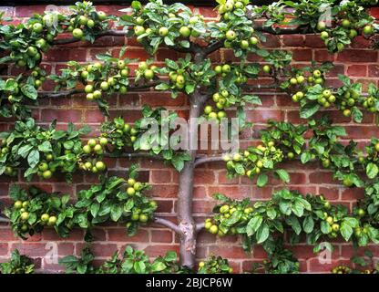 Espaliered apple tree in a formal English walled kitchen garden, England, UK Stock Photo