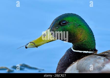 A side view image of a male mallard duck 'Anas platyrhynchos', standing on the frozen water of a beaver pond near Hinton Alberta Canada. Stock Photo