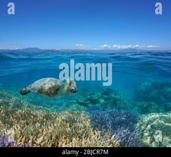 Seascape over under water surface, coral reef with a sea turtle underwater and the coast of Grande-Terre island at the horizon, New Caledonia Stock Photo