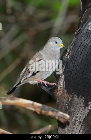 Croaking Ground-dove (Columbina cruziana) adult perched on burnt tree  Chaparri Lodge, Peru              February Stock Photo