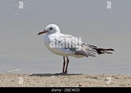 Grey-hooded Gull (Chroicocephalus cirrocephalus) non-breeding adult standing at waters edge  Pantanos de Villa, Peru                      March Stock Photo