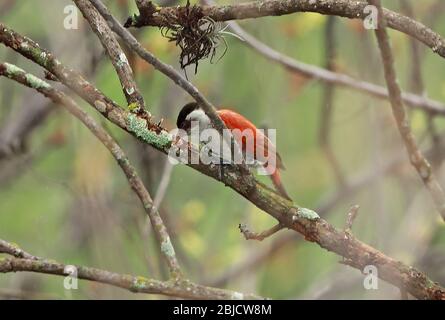 Scarlet-backed Woodpecker (Veniliornis callonotus major) adult female clinging to branch  Chaparri Lodge, Peru              February Stock Photo