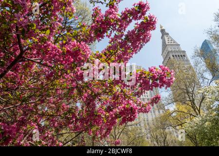 MetLife Tower with prairie fire crabapple tree blossoms in the foreground, NYC, USA Stock Photo