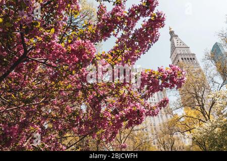 MetLife Tower with prairie fire crabapple tree blossoms in the foreground, NYC, USA Stock Photo