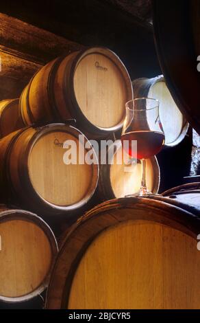 BURGUNDY CELLAR Red wine glass Pinot Noir tasting in small French Burgundy barrel cellar, with oak wine barrels in rustic French winery Gevrey Chambertin Burgundy Bourgogne France Stock Photo