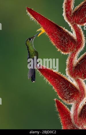 A Green-crowned Brilliant (Heliodoxa jacula) Hummingbird perched on a Heliconia in Costa Rica Stock Photo