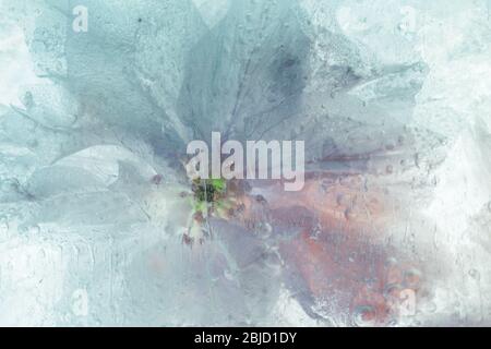 Pink cherry blossom ice block - creative floral background Stock Photo