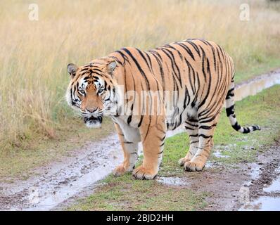 John Varty breeds Bengal tigers in Africa. They roam free and hunt their own food. Major conservation success. Tourist destination. Stock Photo