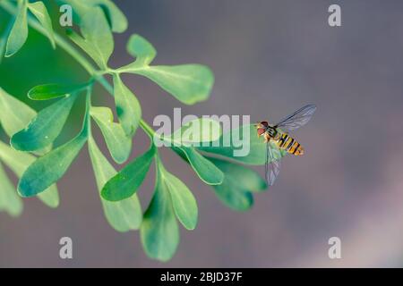 Hoverfly on a garden leaf Stock Photo