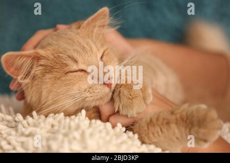 Female hand stroking cute cat, close up view Stock Photo