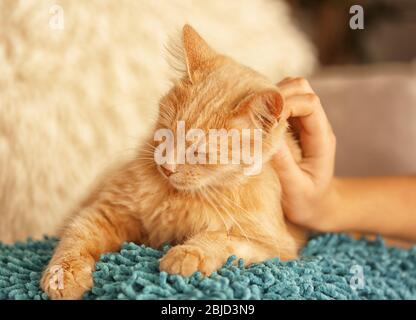 Female hand stroking cute cat at home Stock Photo
