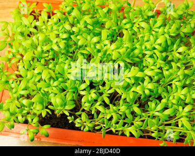 Home grown cress in a small seed tray Stock Photo