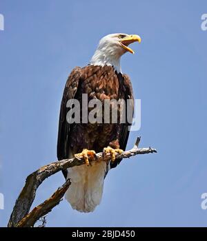 Portrait of an American Bald Eagle, perched in a black walnut tree searching the landscape below for anything resembling dinner, along the John Day Ri