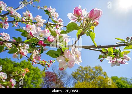 Close-up of blossoming apple tree (Malus domestica) in flower showing twig with pink flowers in spring Stock Photo