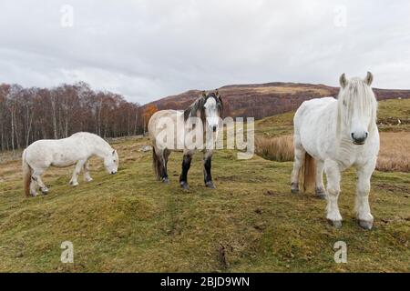 Highland Ponies in their natural  environment.  Northern Perthshire, Scotland UK Stock Photo