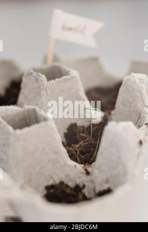 Small plats growing in carton chicken egg box in black soil. Break off the biodegradable paper cup and plant in soil outdoors. Reuse. seeding Stock Photo