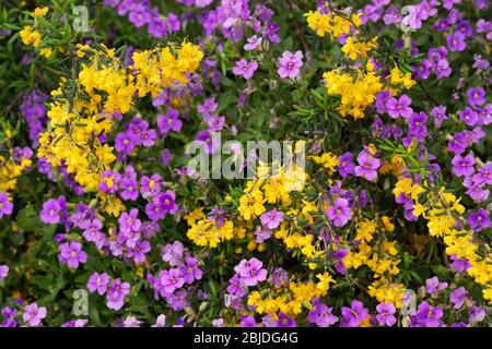 Berberis and Aubretia flowering in Spring. Stock Photo