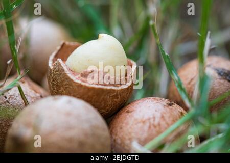 Macadamia nut seed raw in grass close up macro photography Stock Photo