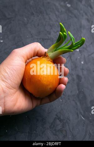 White onion in hands, vegetables and fruits on dark background Stock Photo