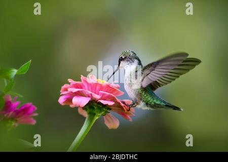 Ruby Throated Hummingbird on Zinnia Flower Stock Photo