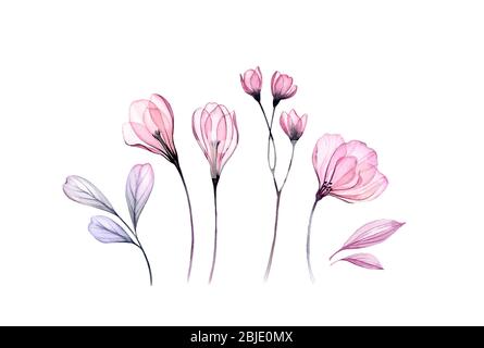 Watercolor floral set in pink. Transparent rose, crocus, branches isolated on white. Botanical abstract collection for cards, wedding design Stock Photo