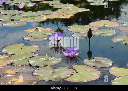 A large pond filled with purple water lilies and lily pads Stock Photo