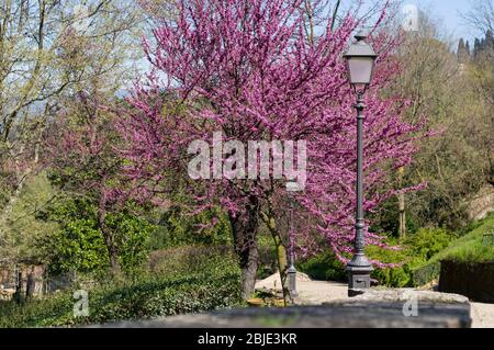 Judas tree or European redbud (Cercis siliquastrum L.) with forged lantern. Boboli Gardens, Florence, Tuscany, Italy. Stock Photo
