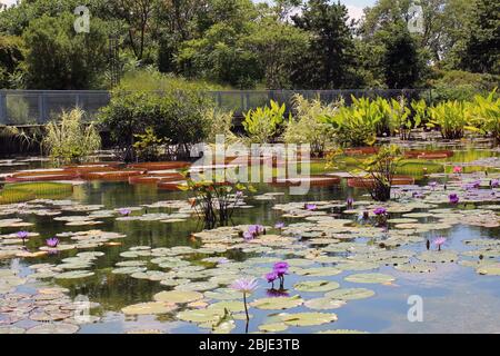 A large, outdoor water garden willed with purple water lilies and pads, giant Victoria lily pads, various water plants with a cement bridge spanning t Stock Photo