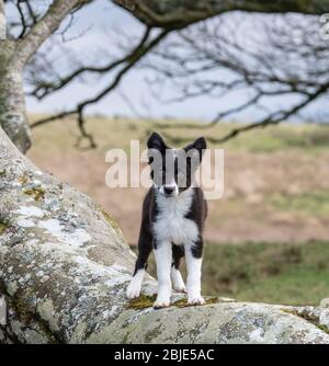 Border collie puppy outdoors balancing on a tree in the countryside Stock Photo