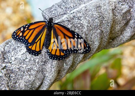 Newly hatched monarch  butterfly