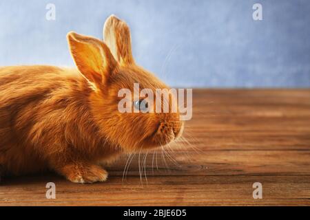 Cute bunny on wooden floor Stock Photo