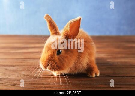 Cute bunny on wooden floor Stock Photo