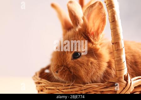 Cute funny rabbits in wicker basket, closeup Stock Photo