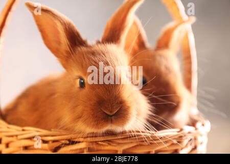 Cute funny rabbits in wicker basket, closeup Stock Photo